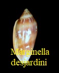 Marginella desjardini, Marche-Marchade 1957